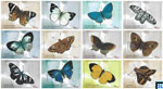 Sri Lanka Stamps 2022 First Day Cover - Endemic Butterflies